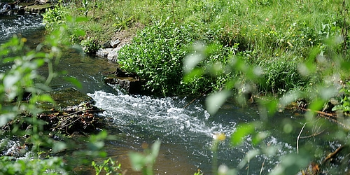 Waldgespräche - wundersame Geschichten in Liedern und Arien   